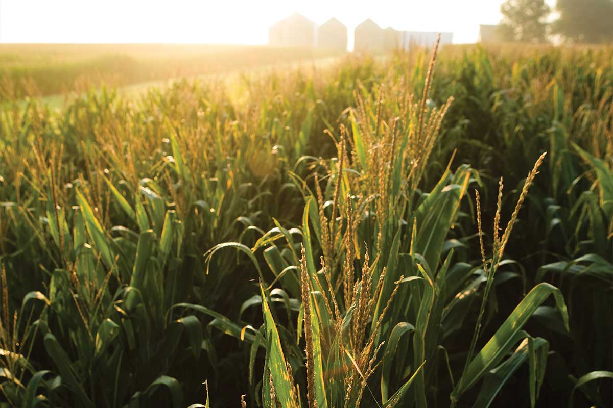 corn is a feedstock for biobased products that can replace petroleum and petrochemicals
