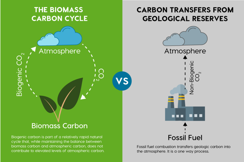 biomass carbon explained