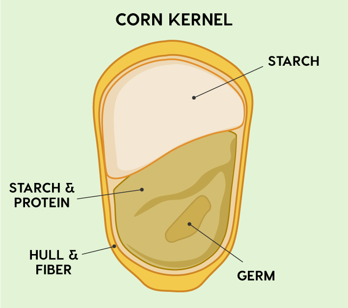kernel of corn with labels