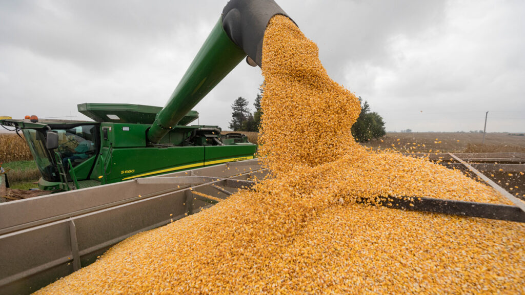 corn harvest in Iowa