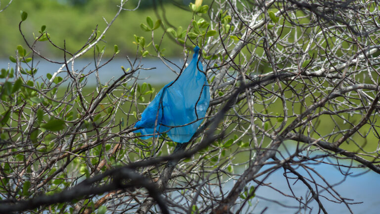 bioplastics can reduce plastic bag pollution