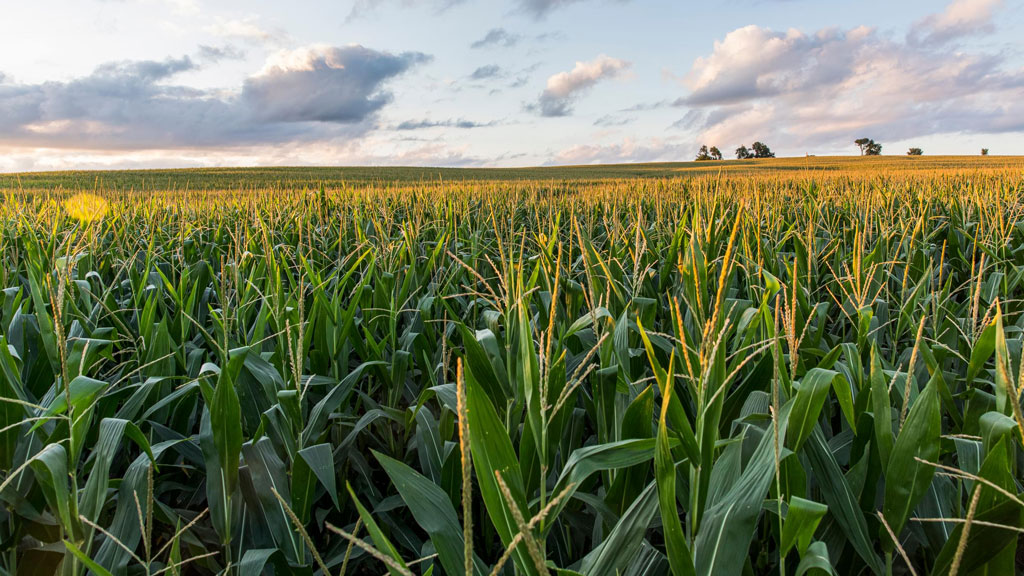 Sustainea's Indiana campus will source dextrose made from locally grown corn to produce Bio-MEG and Bio-MPG